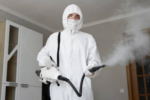 Best Black Mold Removal in Whitehall, OH